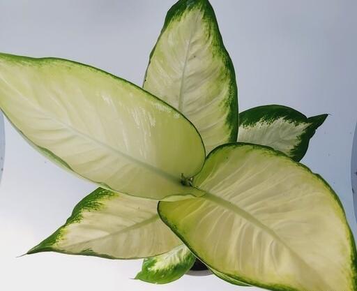 عکس گل دیفن کاملیا
