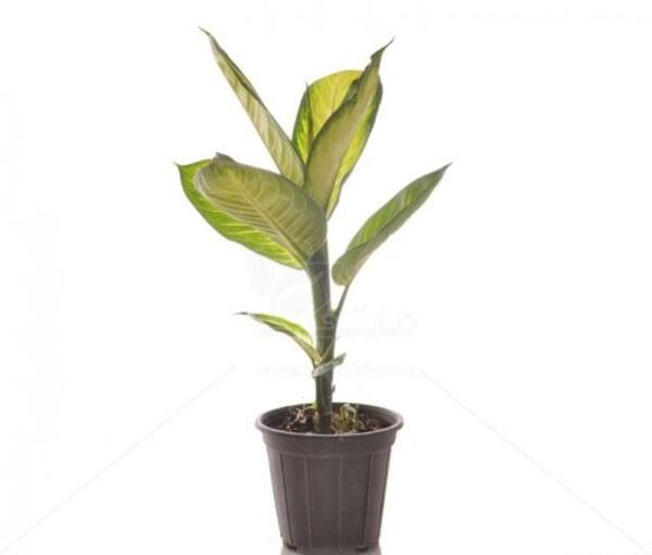 عکس گل دیفن کاملیا