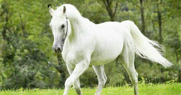 عکس اسب سفید ماده