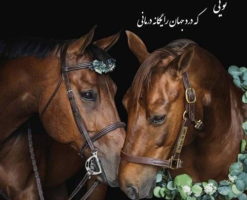عکس اسب قهوه ای زیبا برای پروفایل