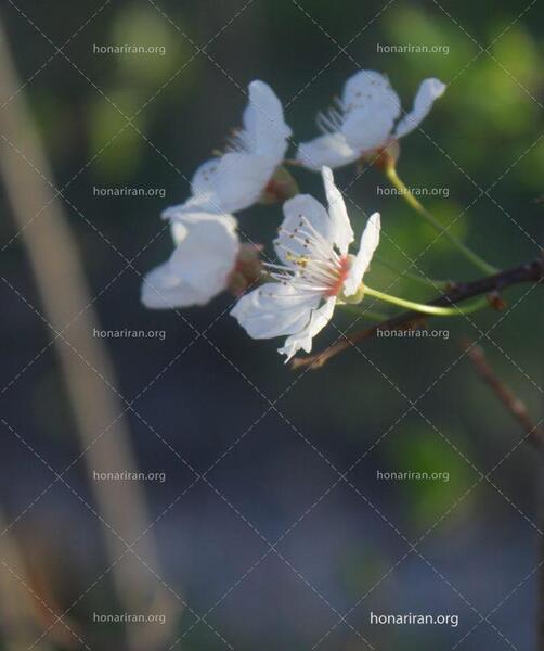 عکس شکوفه بهاری کودکانه