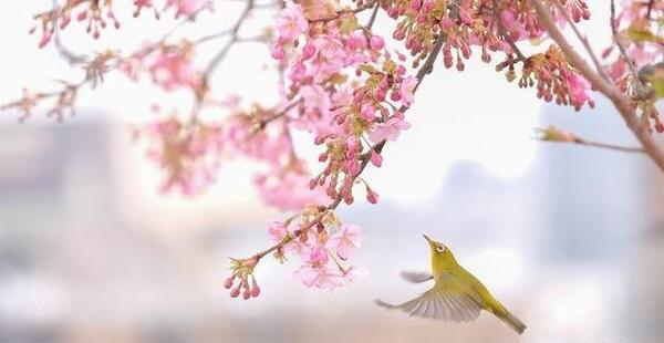 عکس شکوفه بهاری کودکانه