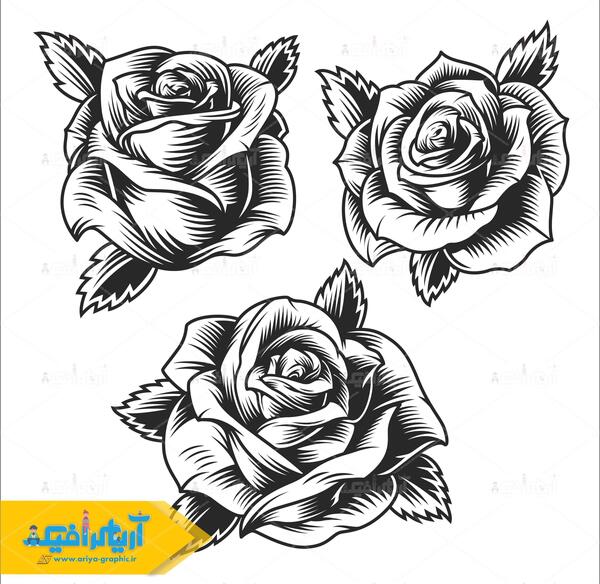 عکس گل رز قرمز سیاه و سفید