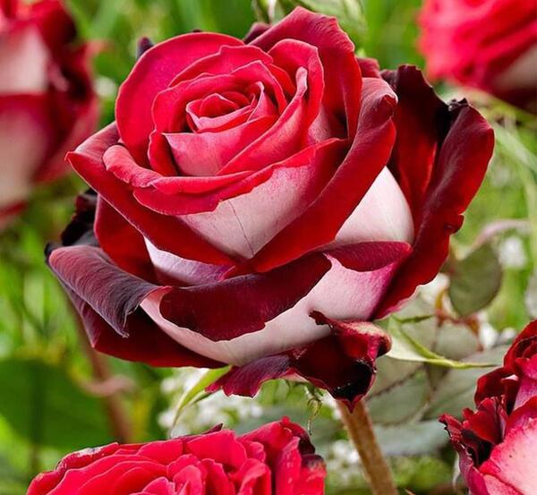 عکس گل رز قرمز سیاه و سفید