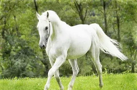 عکس اسب بزرگ سفید