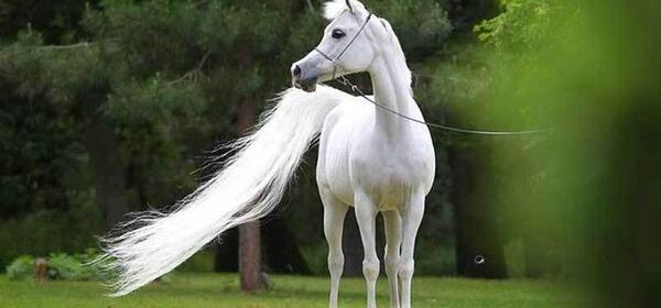 عکس اسب بزرگ سفید