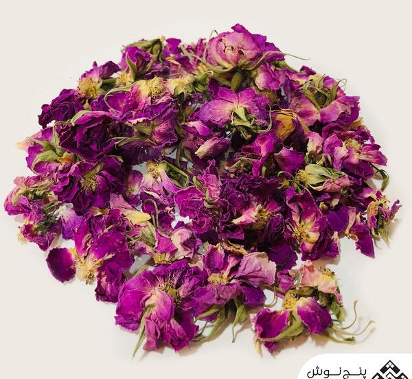 عکس غنچه گل محمدی خشک