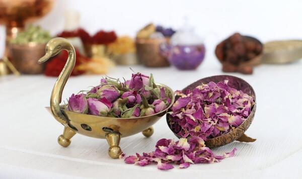 عکس غنچه گل محمدی خشک