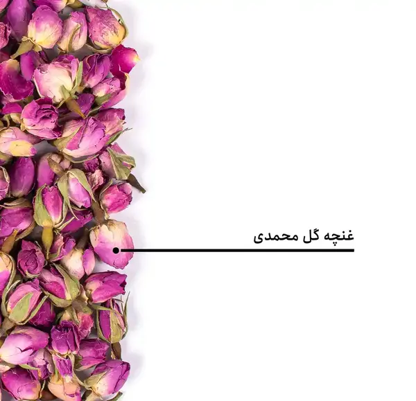 عکس غنچه گل محمدی خشک