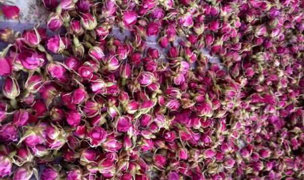 عکس غنچه گل محمدی خشک