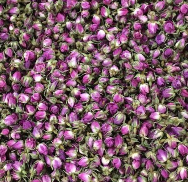 عکس غنچه گل محمدی خشک