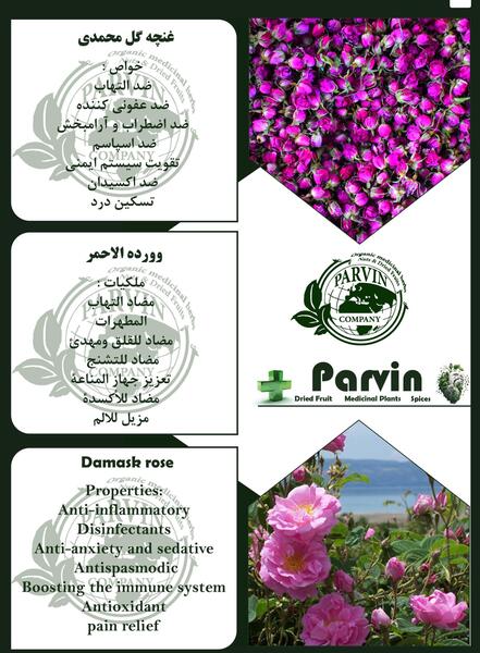 عکس غنچه گل محمدی خشک