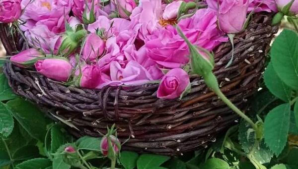 عکس غنچه گل محمدی خشک