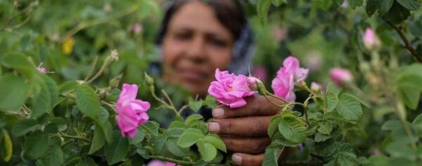 عکس غنچه گل محمدی خشک