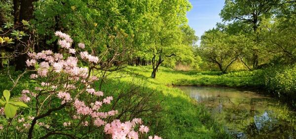 عکس زیبای بهاری طبیعت