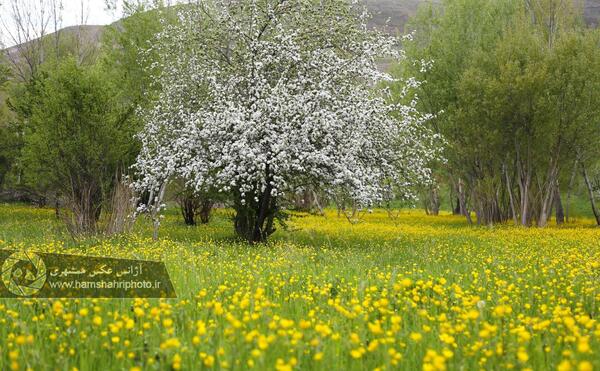عکس زیبای بهاری طبیعت