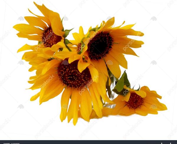 عکس گل آفتابگردان کارتونی