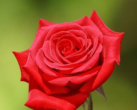 عکس گل قرمز برای پروفایل شاد