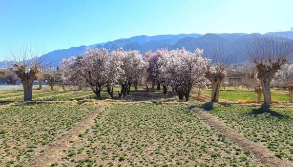 عکس های بهاری زمستان