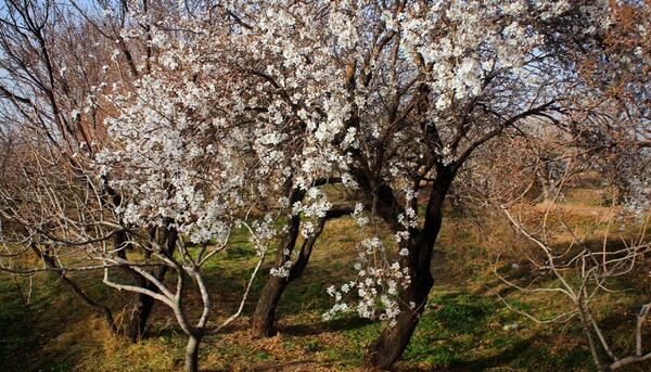 عکس های بهاری زمستان