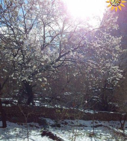 عکس های بهاری زمستان