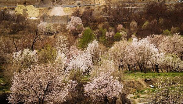 عکس های بهاری زمستان