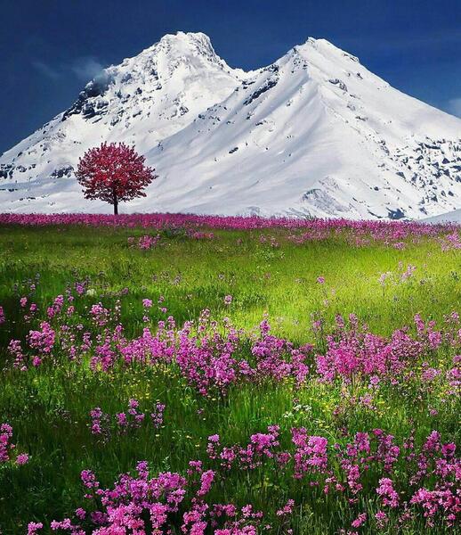 عکس های بهاری زمستان