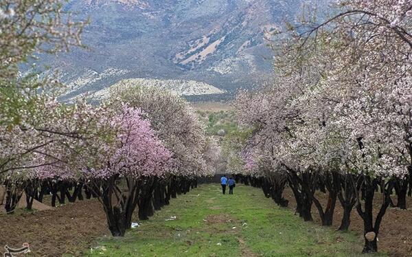 عکس های بهاری زمستان