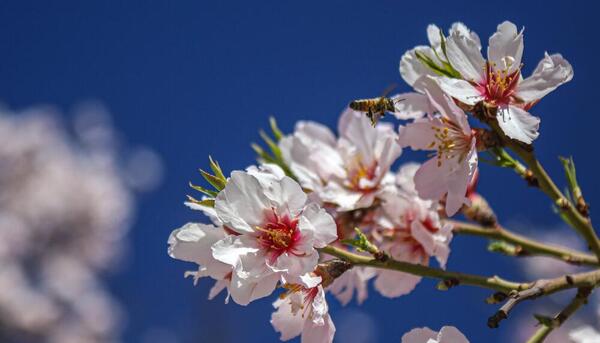عکس های بهاری زمستان