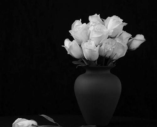 عکس گل سیاه و سفید برای پروفایل