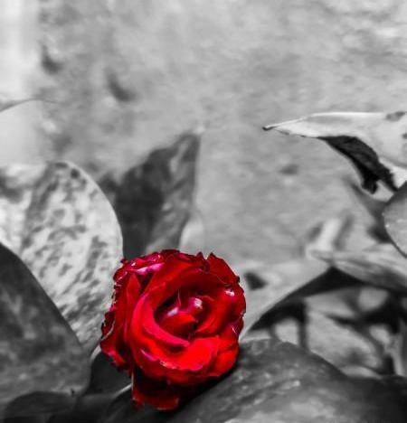عکس گل سیاه و سفید برای پروفایل