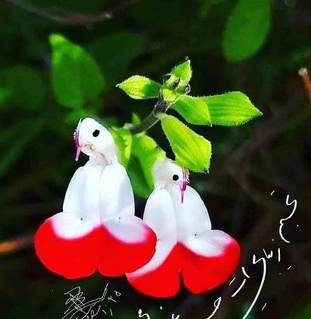 عکس پرچم ایران برای پروفایل شاد
