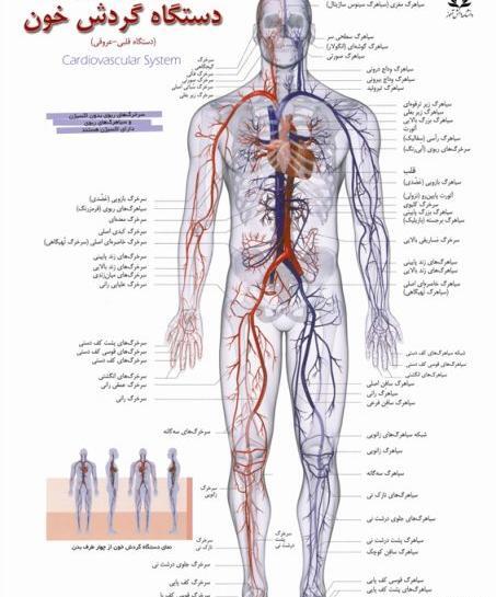 عکس اناتومی اعضای بدن