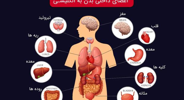 عکس اناتومی اعضای بدن