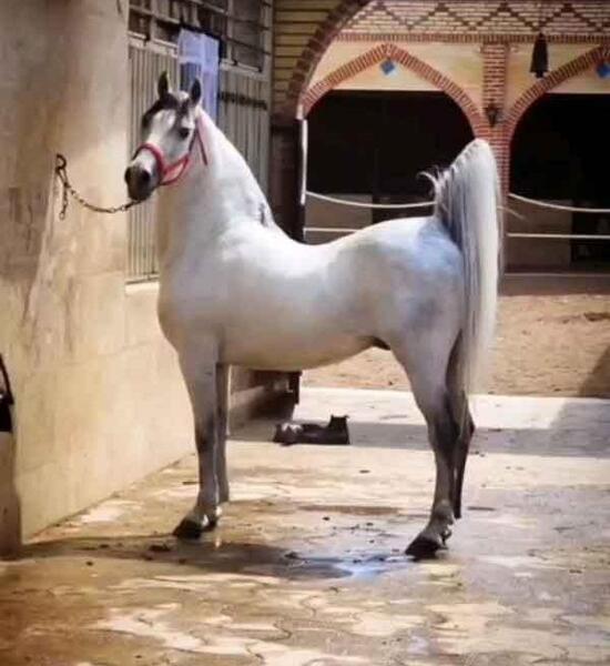 عکس اسب بچه سفید