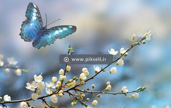 عکس بهاری با شکوفه