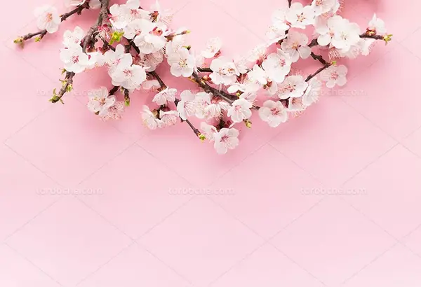 عکس بهاری با شکوفه