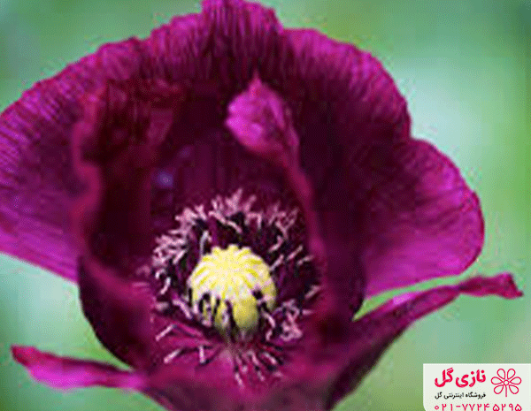 عکس گل شیپوری وحشی