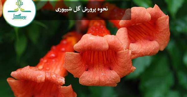 عکس گل شیپوری وحشی