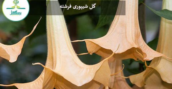 عکس گل شیپوری وحشی