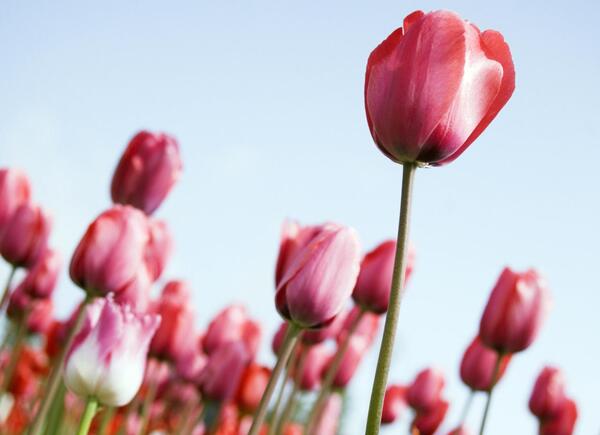 عکس گل شیپوری وحشی