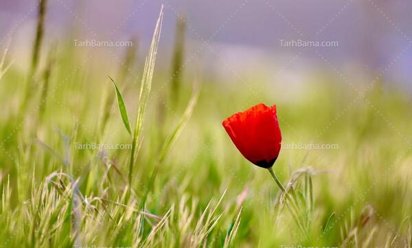 عکس گل شیپوری وحشی