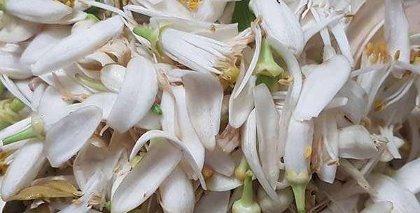 عکس گیاه خشک شده بهار نارنج