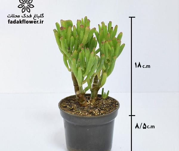عکس سم اسبی