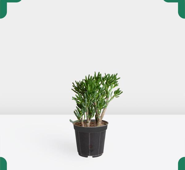 عکس سم اسبی