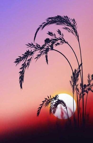 عکس پروفایل غروب غم انگیز