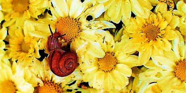 عکس منظره بهاری بسیار زیبا