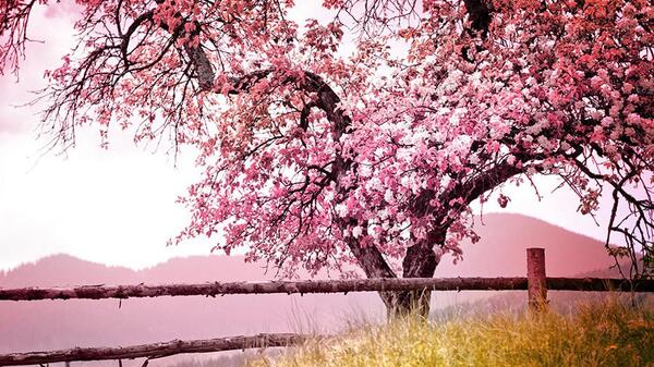 عکس منظره بهاری بسیار زیبا