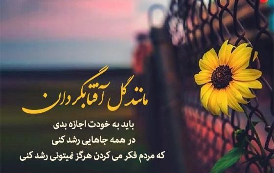 عکس گل آفتابگردان زیر باران