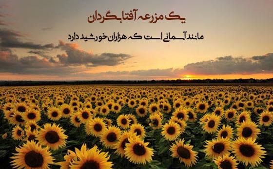 عکس گل آفتابگردان زیر باران